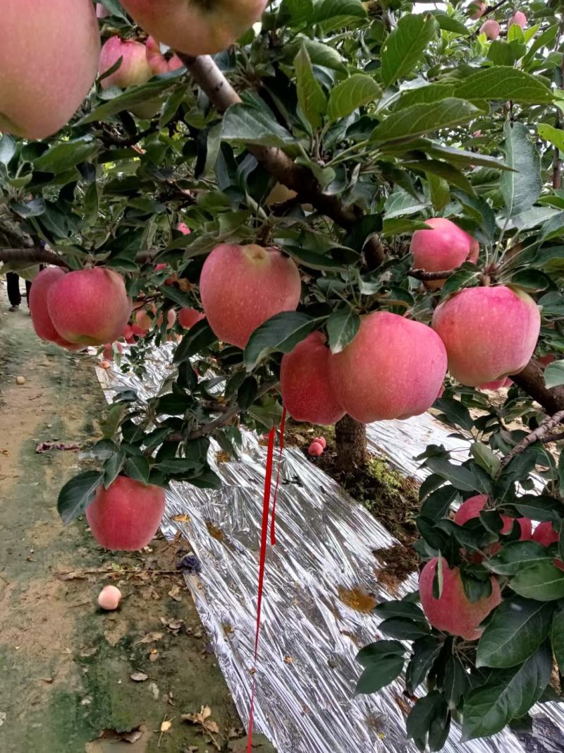 红星苹果