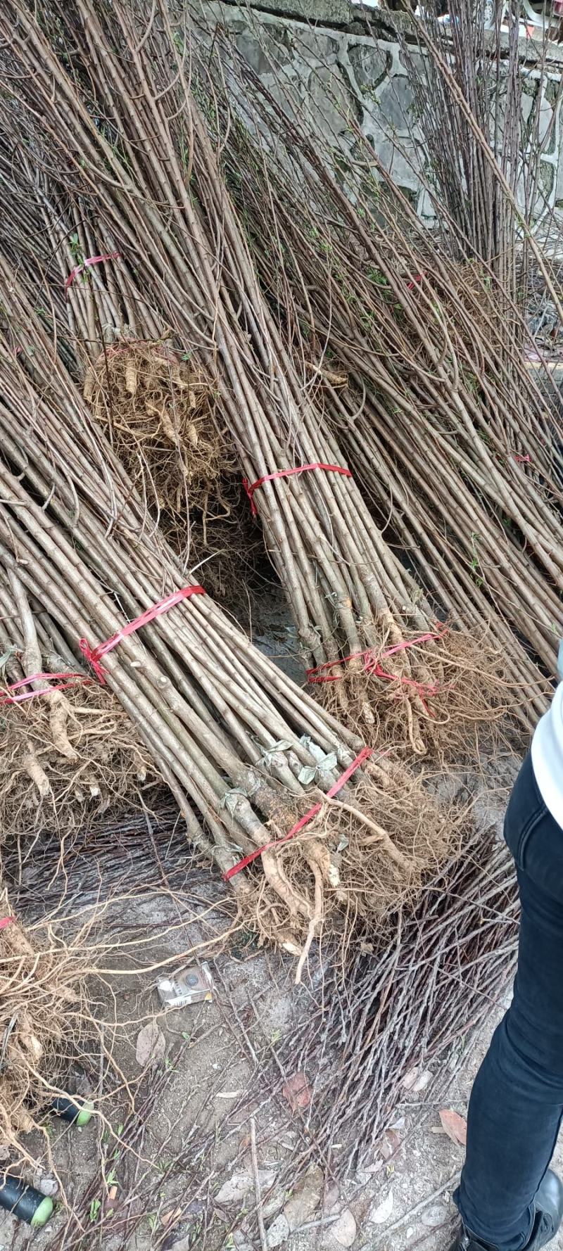 蜂糖李苗原产地正宗直销产品第一代嫁接苗四月李苗原生态苗
