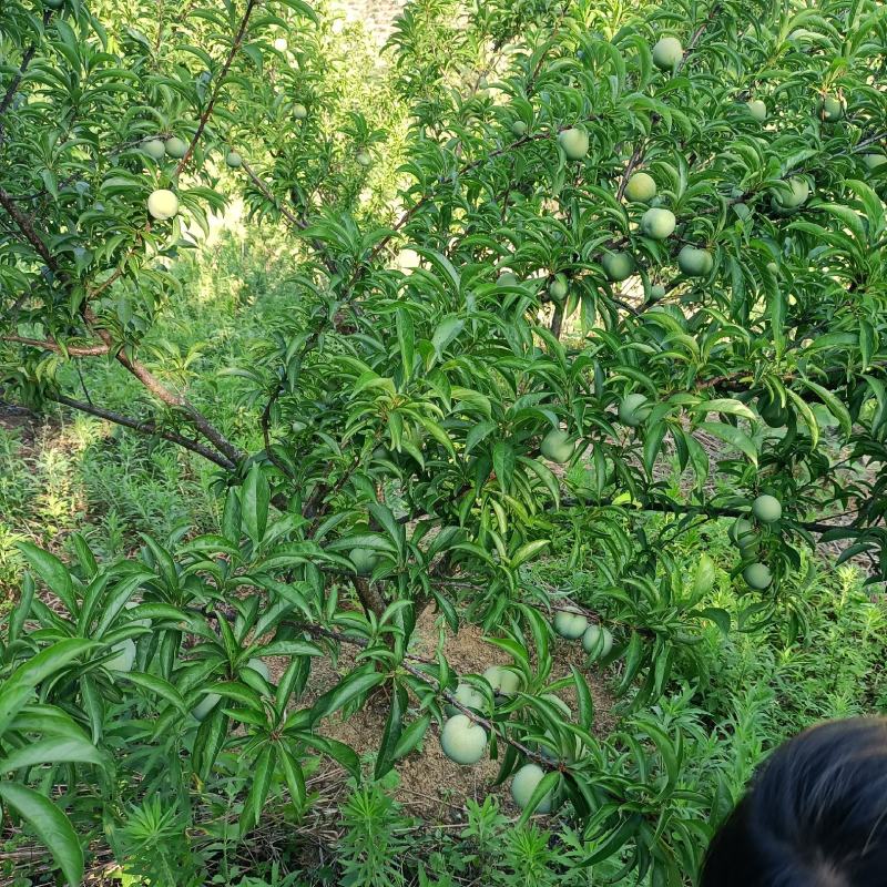 蜂糖李苗原产地正宗直销产品第一代嫁接苗四月李苗原生态苗