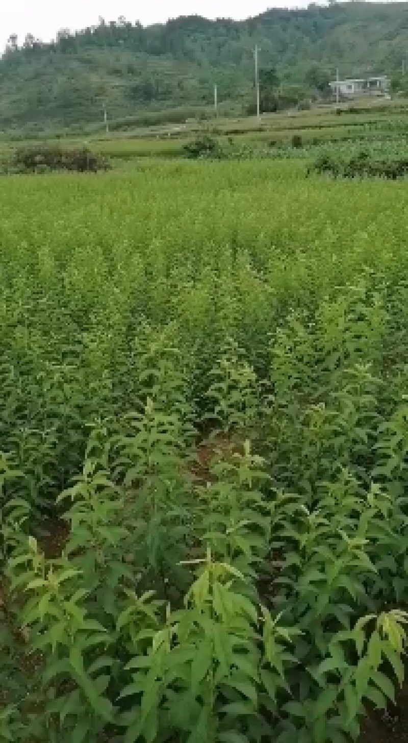 蜂糖李苗一代嫁接苗四月李苗原生态苗原产地直销