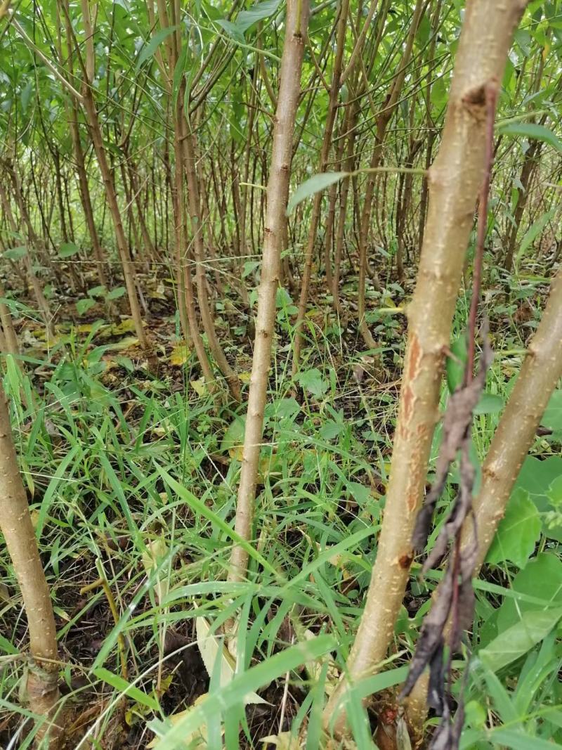 蜂糖李苗一代嫁接苗四月李苗原生态苗原产地直销