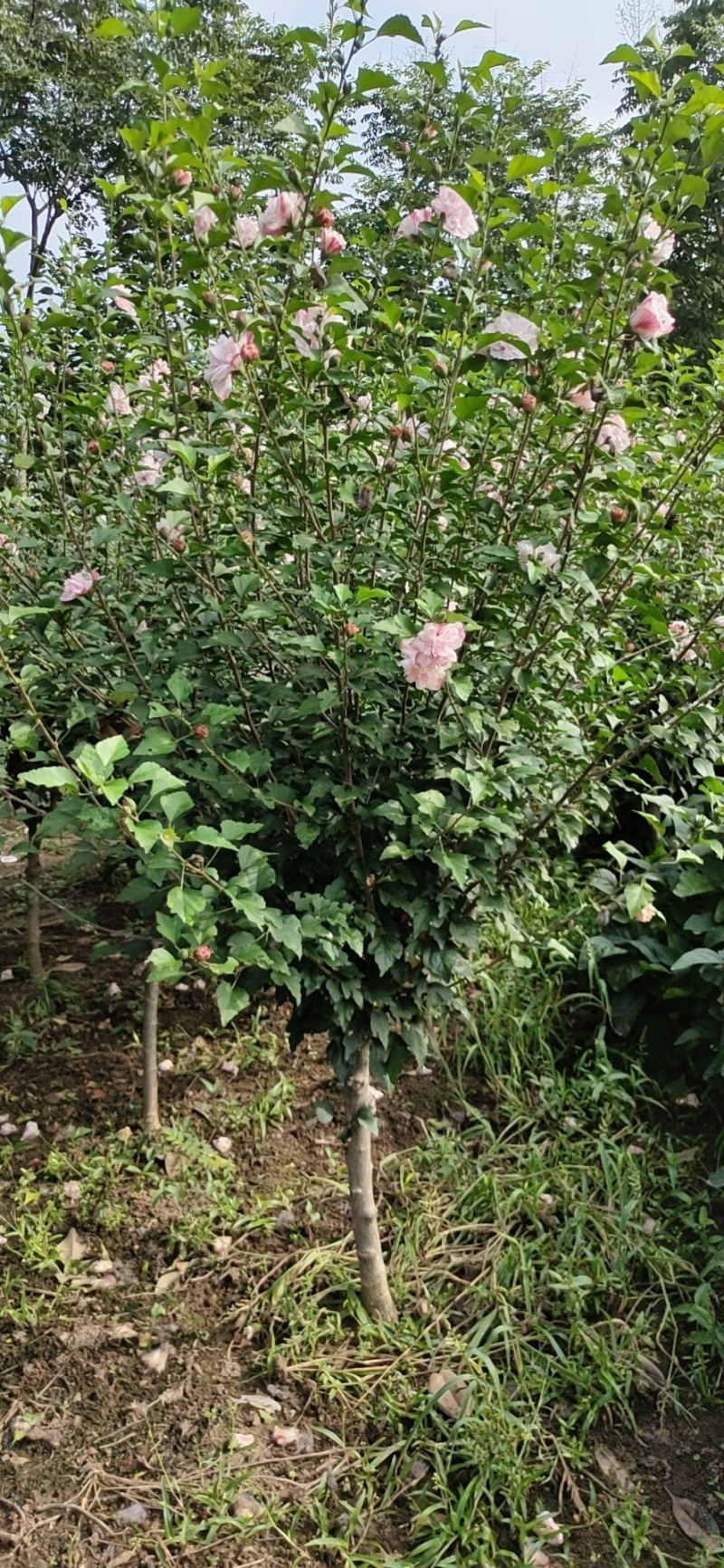 木槿绿化木槿木槿重瓣木槿木槿花树苗木
