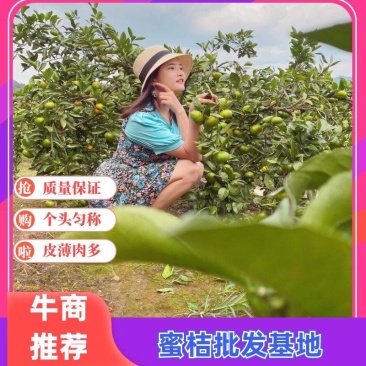 【推荐】湖北蜜橘高山正宗蜜橘产地批发基地蜜桔代办