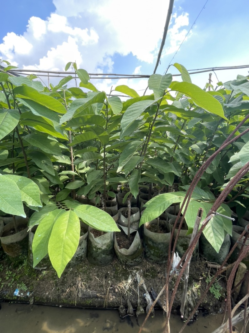 台湾凤梨释迦苗，直生苗，小袋苗，大袋苗，10斤袋，