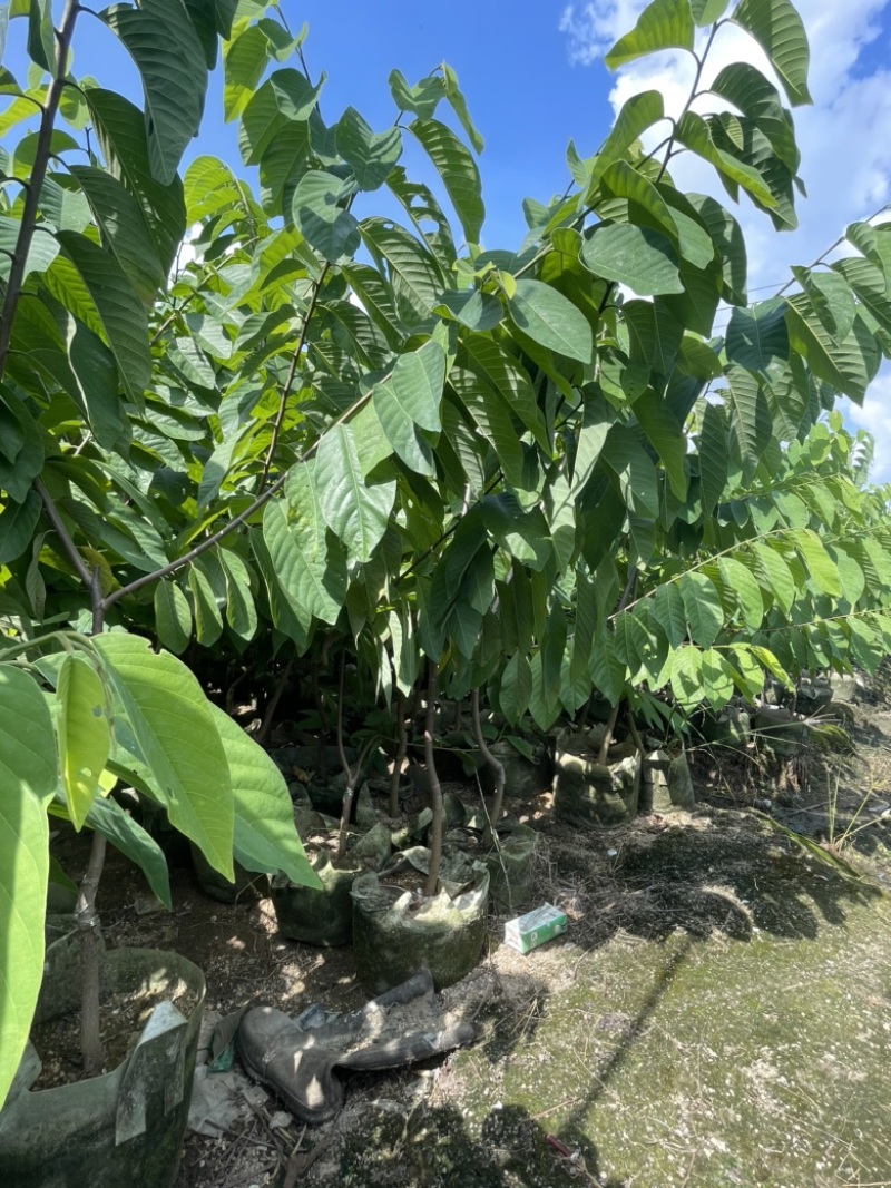 台湾凤梨释迦苗，直生苗，小袋苗，大袋苗，10斤袋，