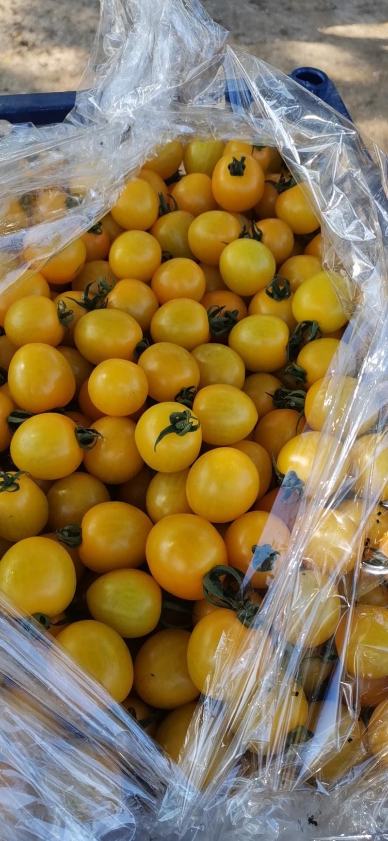 盘锦精品小柿子来袭，品种多，质量好每天能出4000元以上
