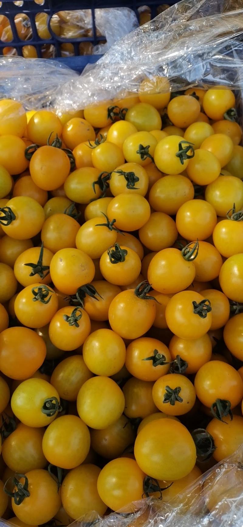 盘锦精品小柿子来袭，品种多，质量好每天能出4000元以上