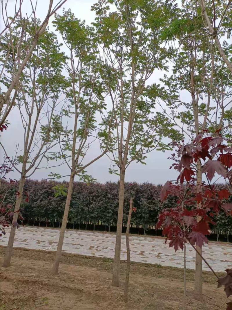 千头椿12/15/18/20公分，规格齐全大量出售精品