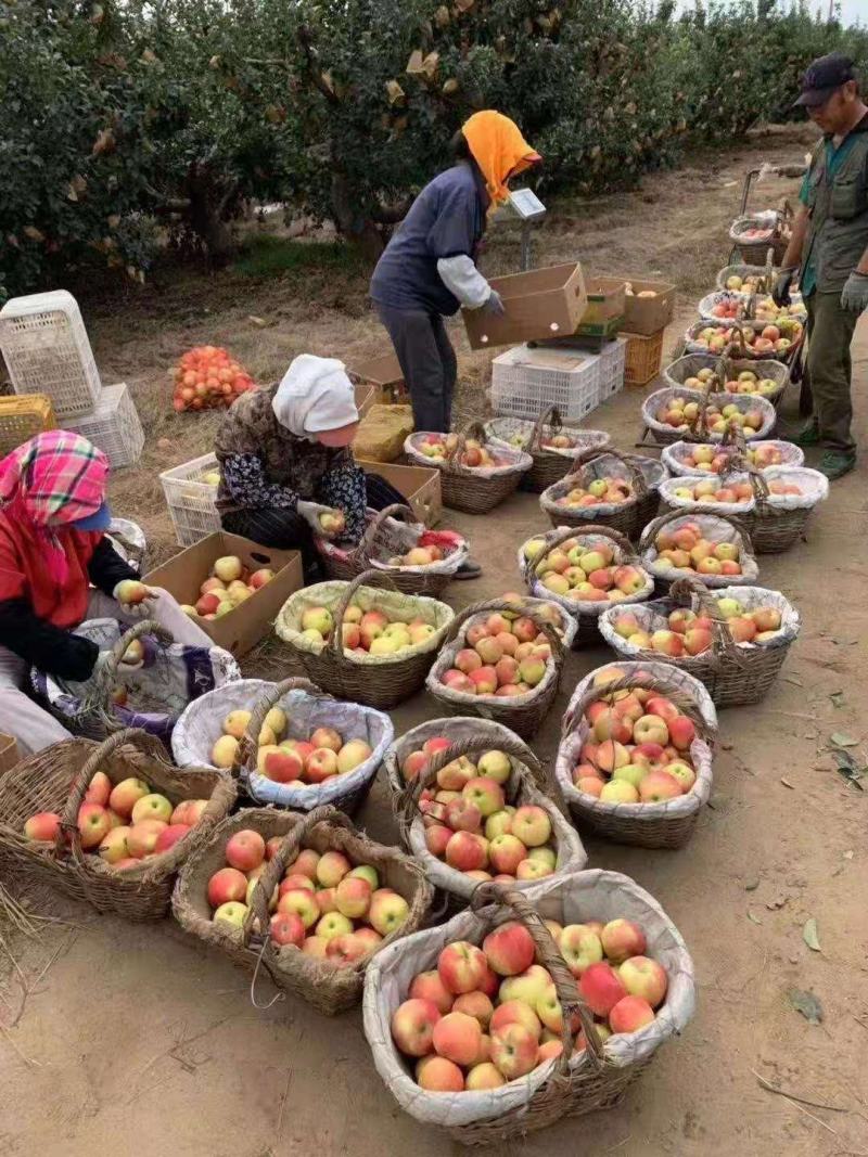 包邮，2022年新果上市，大连日本蜜苹果，非富士苹果