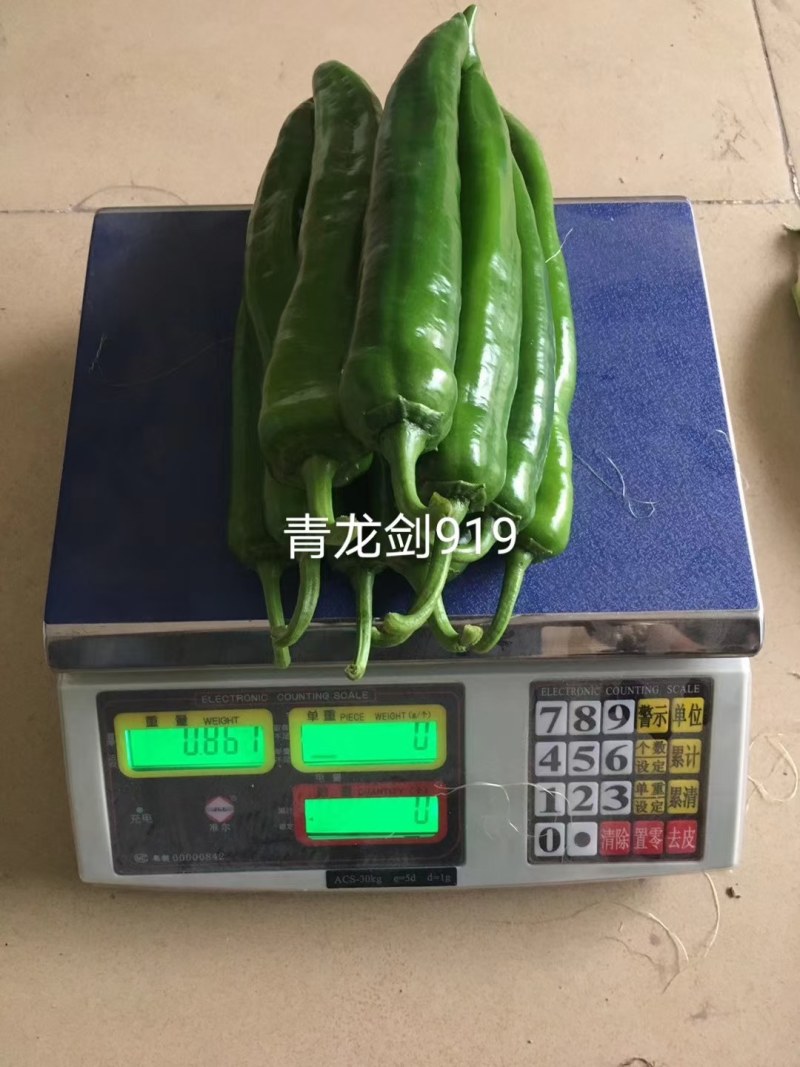 青龙剑919中早熟青皮羊角椒青果深绿色商品性好厂家发货