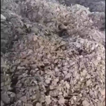 纯鸡粪厂家直发可视频看货对接电商市场商超一手货源