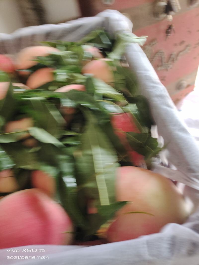 纸袋毛桃