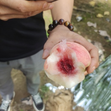 纸袋毛桃