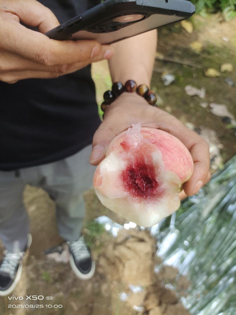 纸袋毛桃