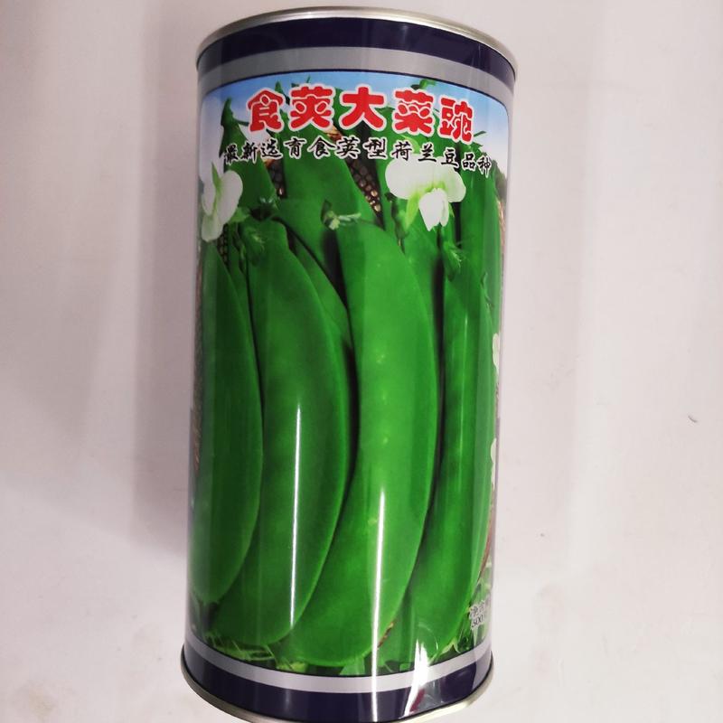 豌豆种子台湾嫩宝长寿仁抗病丰产豆荚粗大圆厚浓绿色甜脆