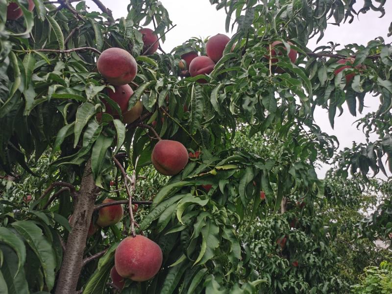 山东潍坊秋彤基地桃子大量上市一手货源价格便宜