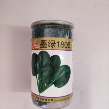 菠菜种子绿领墨绿1806中早熟叶色黑绿叶肉厚生长速度