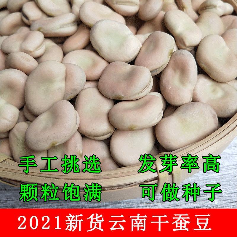 云南新鲜干蚕豆10斤包邮产地直销无杂质食用级量大优