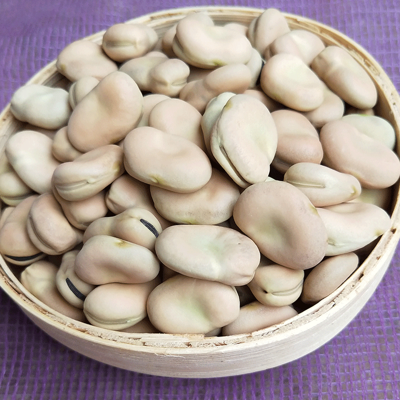 云南新鲜干蚕豆10斤包邮产地直销无杂质食用级量大优