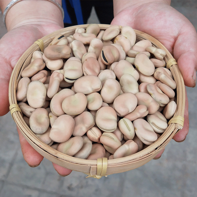 云南新鲜干蚕豆10斤包邮产地直销无杂质食用级量大优