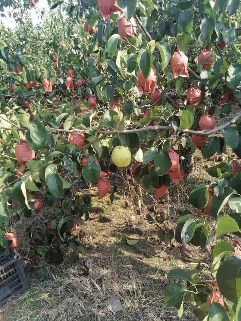 果园雪花梨，酥梨大量上市现摘现装，无渣，甜度高，无病虫害