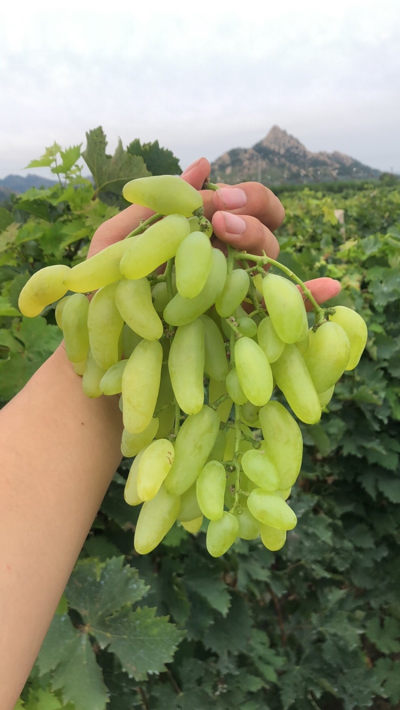 平度大泽山金手指，大量现货糖分绝对到位，欢迎来购.