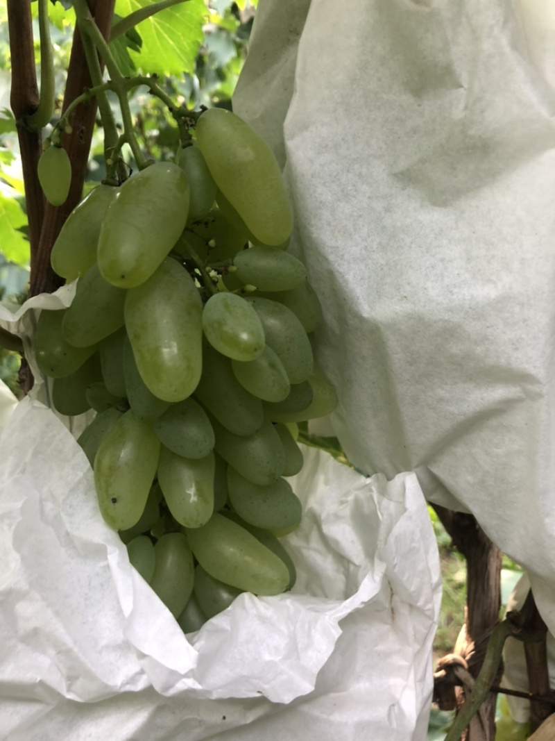 平度大泽山金手指，大量现货糖分绝对到位，欢迎来购.
