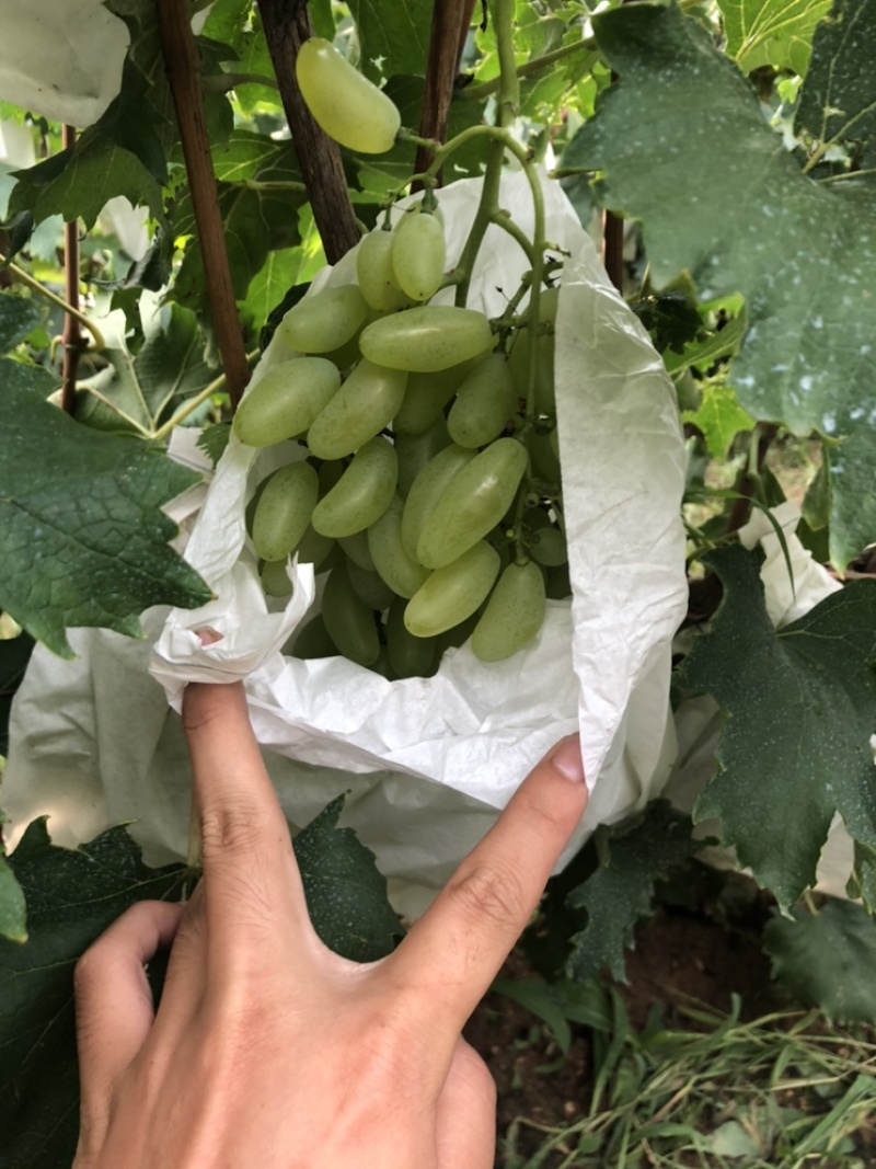 平度大泽山金手指，大量现货糖分绝对到位，欢迎来购.