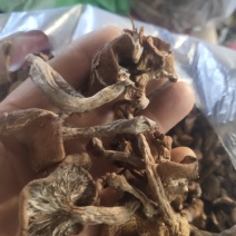 长白山野生榛蘑手选干品