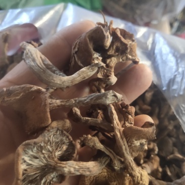 长白山野生榛蘑手选干品