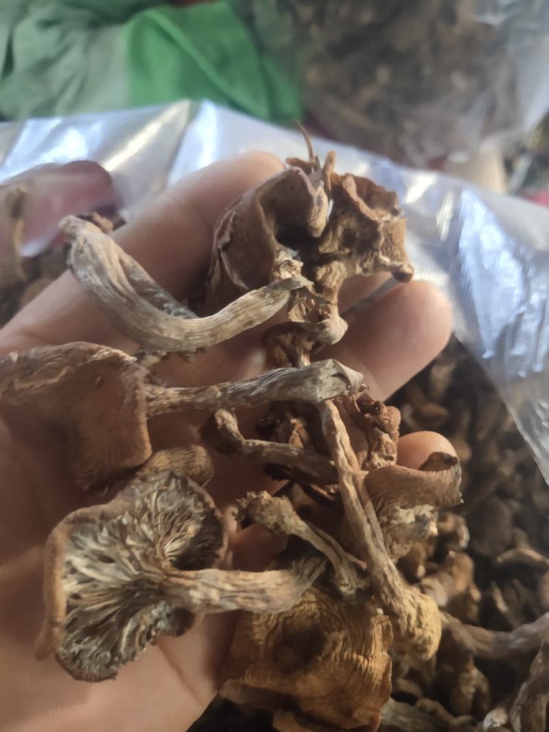 长白山野生榛蘑手选干品
