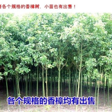 香樟树12-18公分退林还耕量大从优