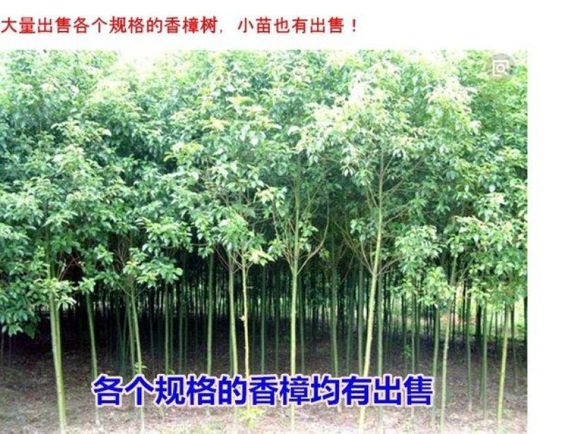 香樟树12-18公分退林还耕量大从优