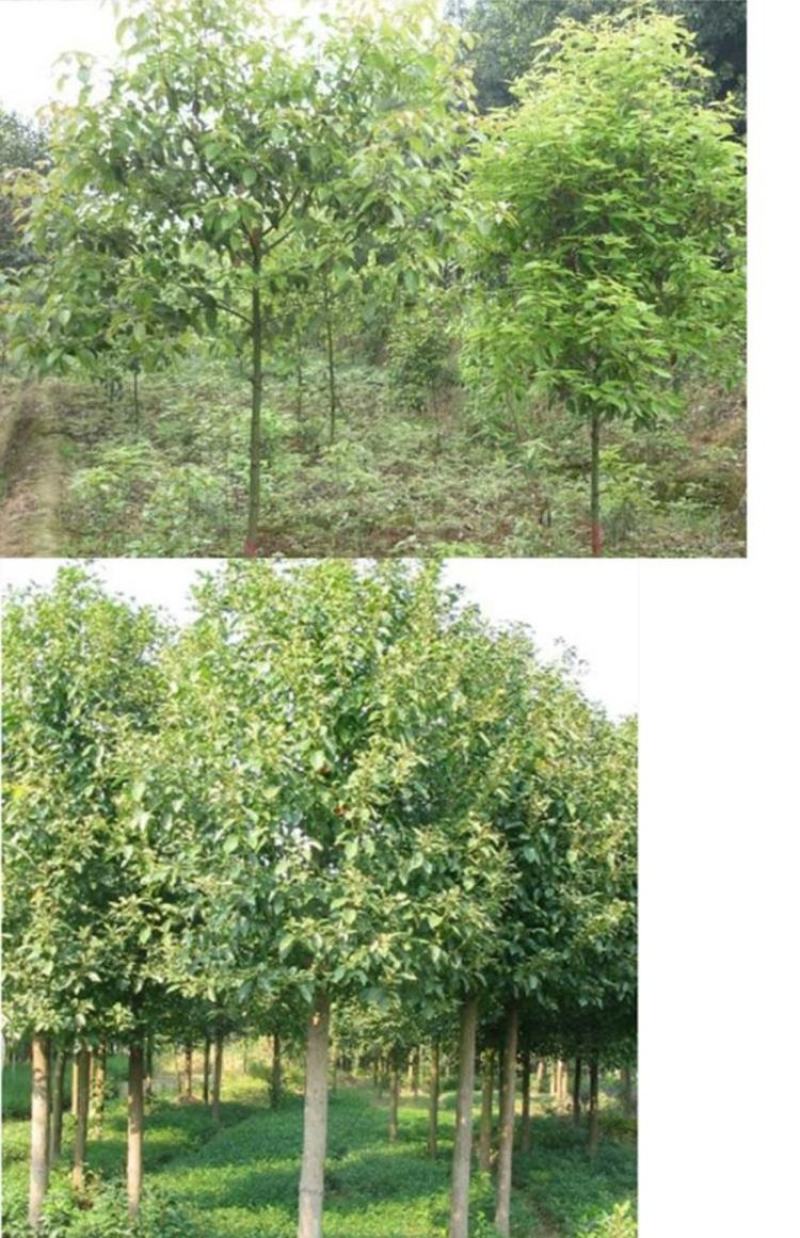 香樟树12-18公分退林还耕量大从优