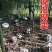 香樟树12-18公分退林还耕量大从优