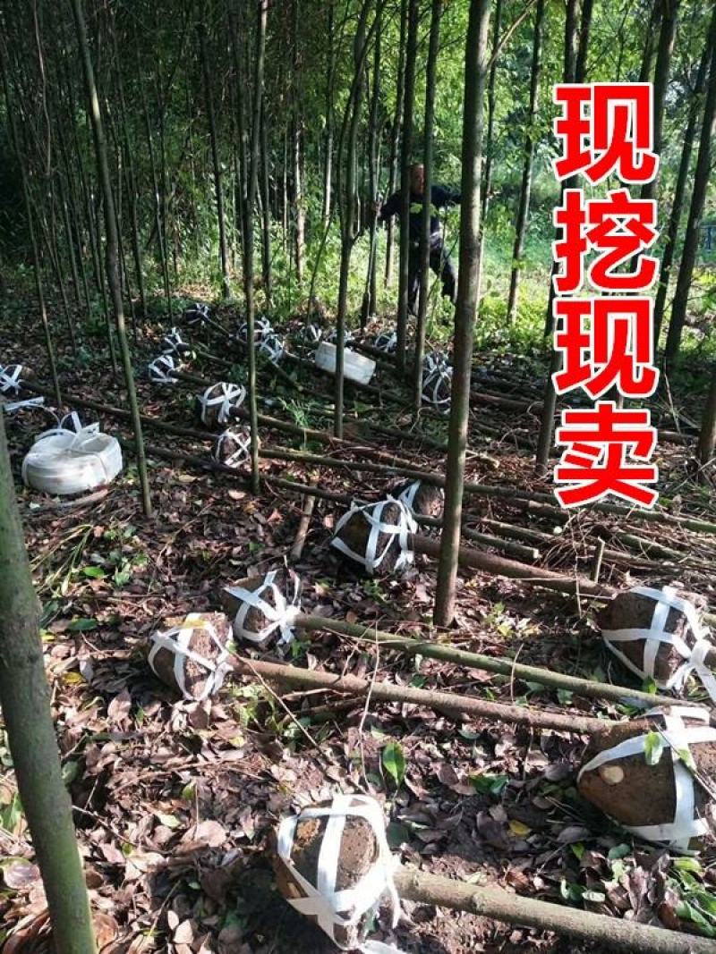 香樟树12-18公分退林还耕量大从优