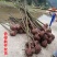 香樟树12-18公分退林还耕量大从优