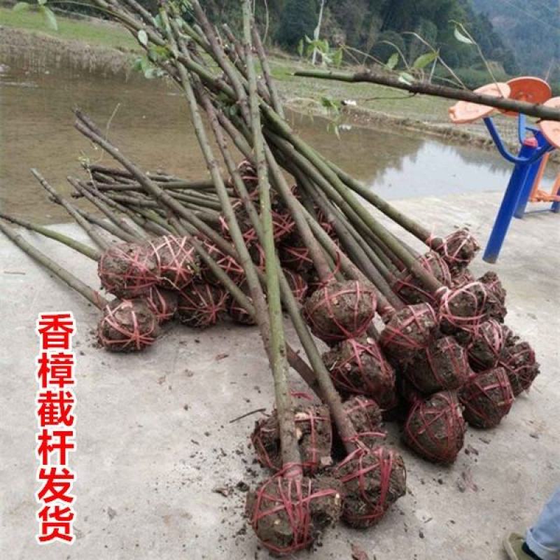 香樟树12-18公分退林还耕量大从优