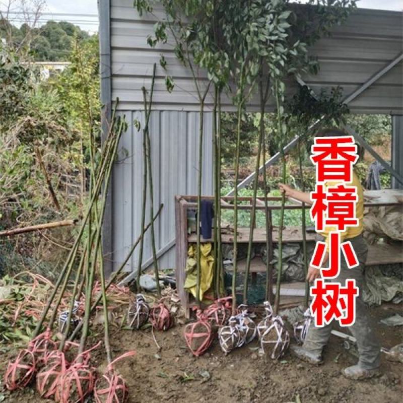 香樟树12-18公分退林还耕量大从优