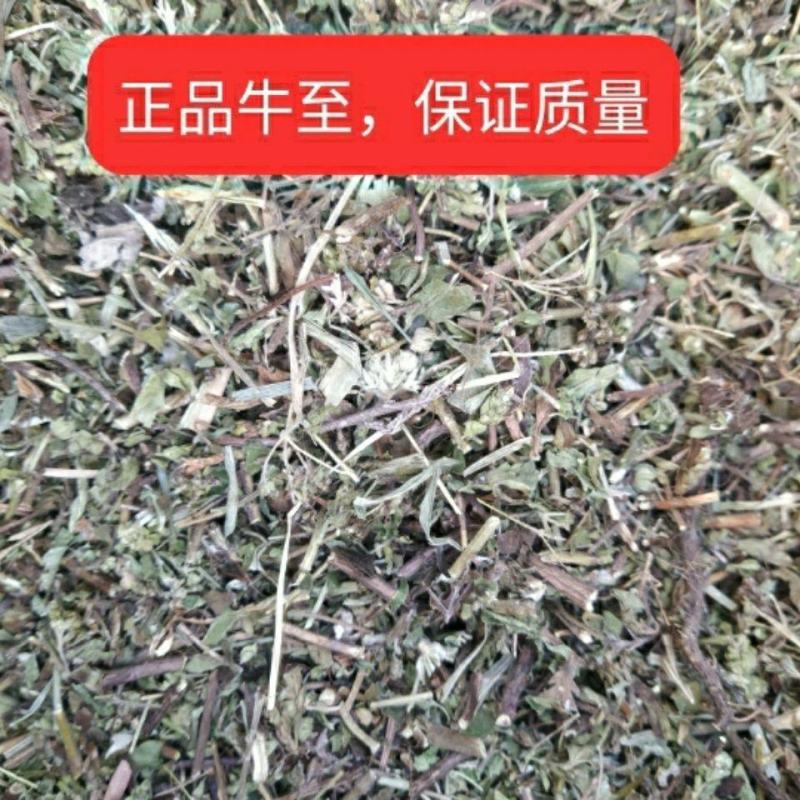 牛至可粉正品土茵陈中药材铃茵陈牛至草阴行草猪毛蒿山