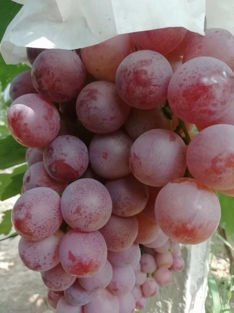 红提，陕西红提葡萄，精品红提葡萄批发价格，红提葡萄基地