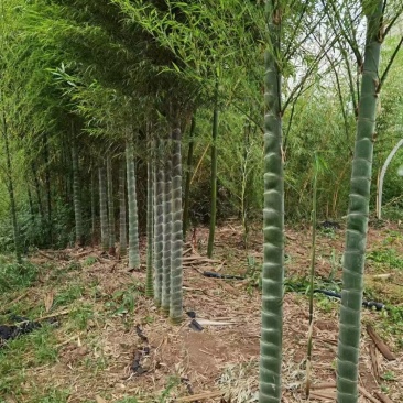 元宝竹
