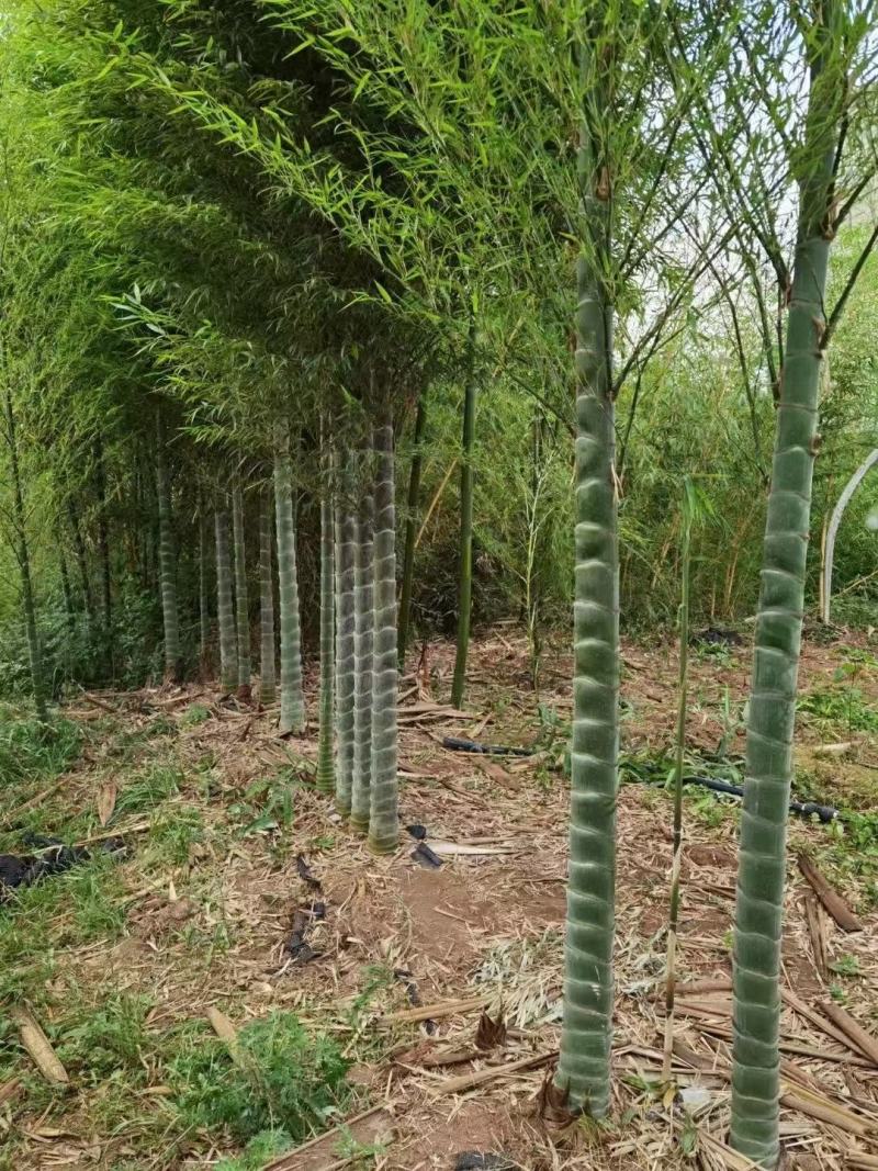 元宝竹