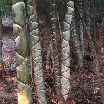 龟甲竹龙鳞竹