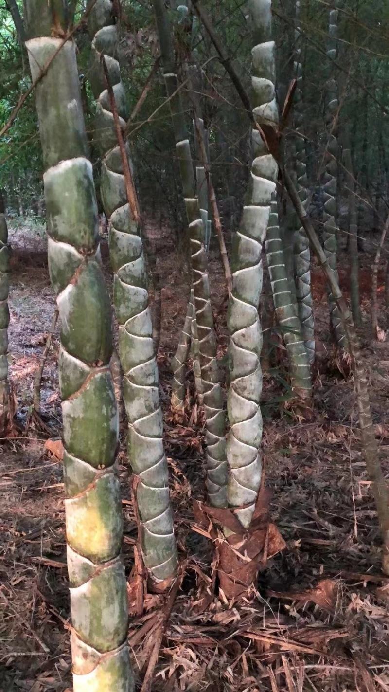 龟甲竹龙鳞竹