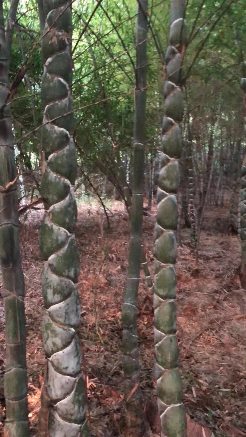 龟甲竹龙鳞竹