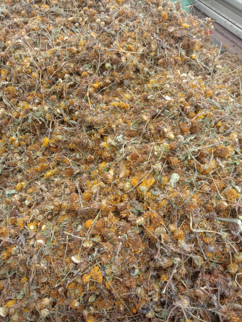旋覆花，旋腹花，鲜货，干货！
