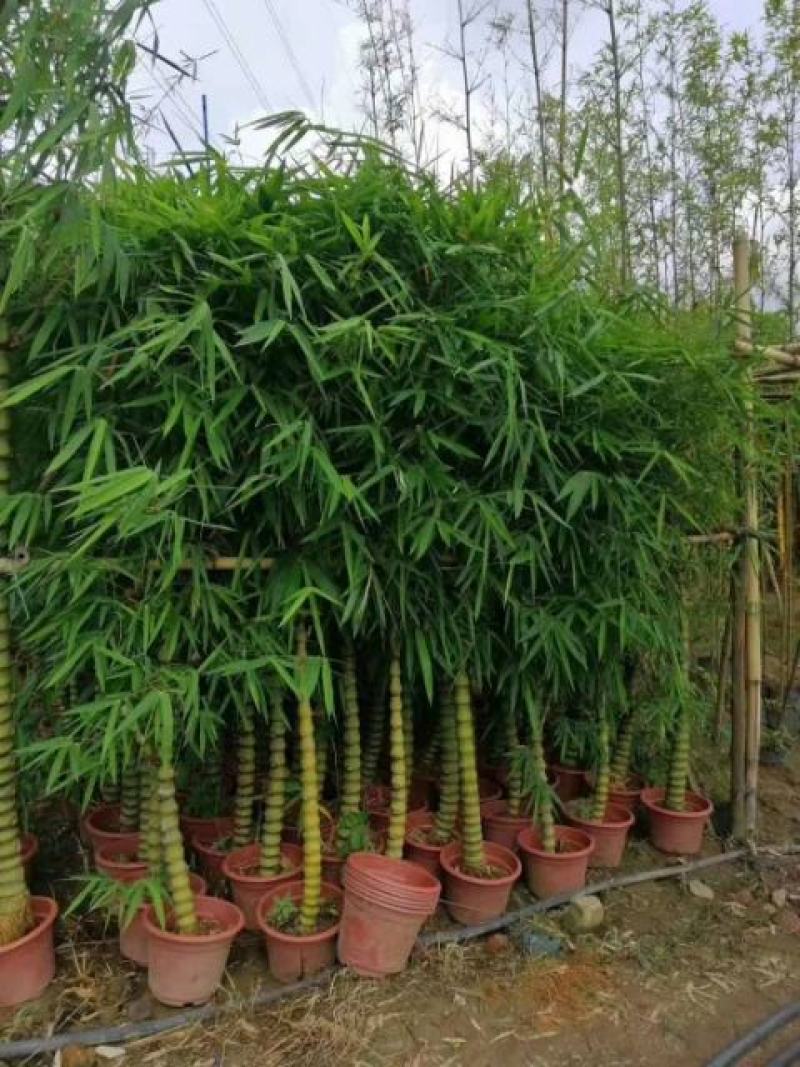 佛肚竹