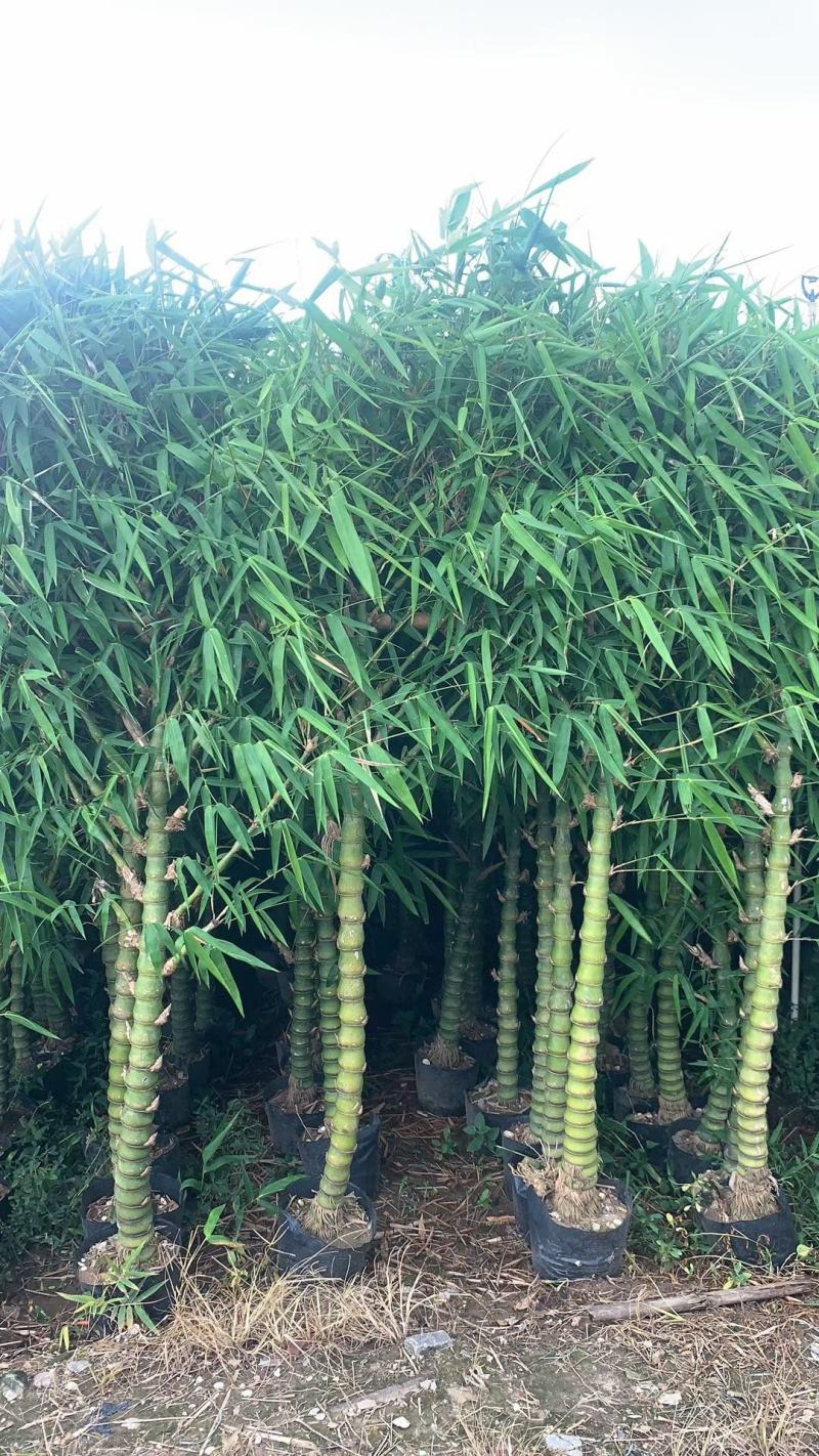 佛肚竹