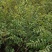 杏树苗山杏苗嫁接杏树苗荷兰香蜜杏红梅杏量大价低